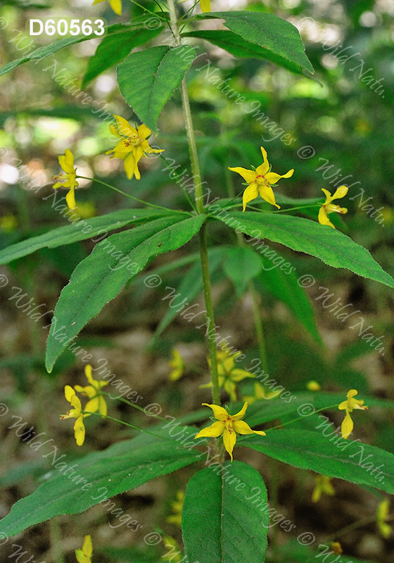 Whorled Loosestrife (Lysimachia quadrifolia)